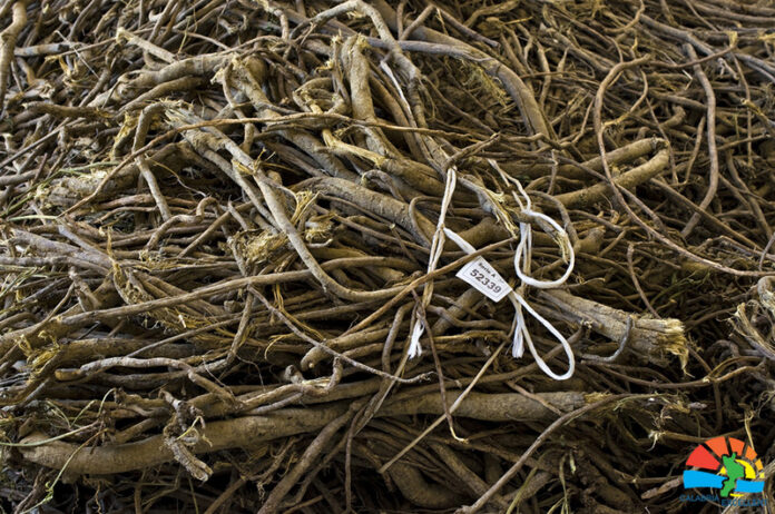 radice-liquirizia-romano