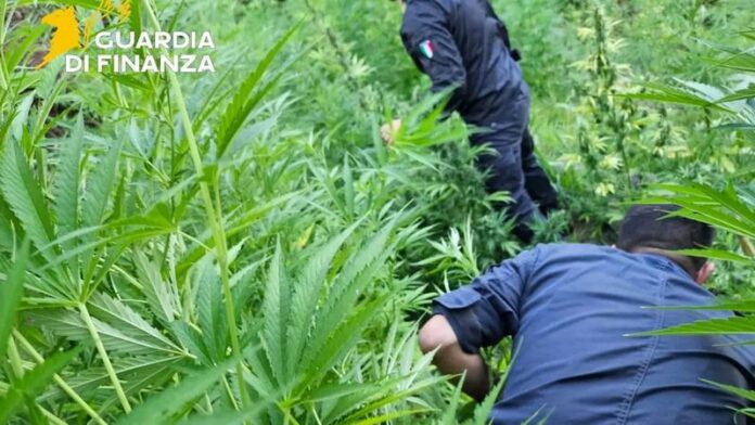 sequestro marijuana vibo