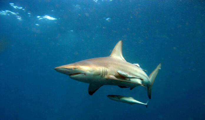 squalo mar mediterraneo