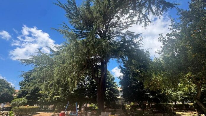 Alberi monumentali vibo valentia