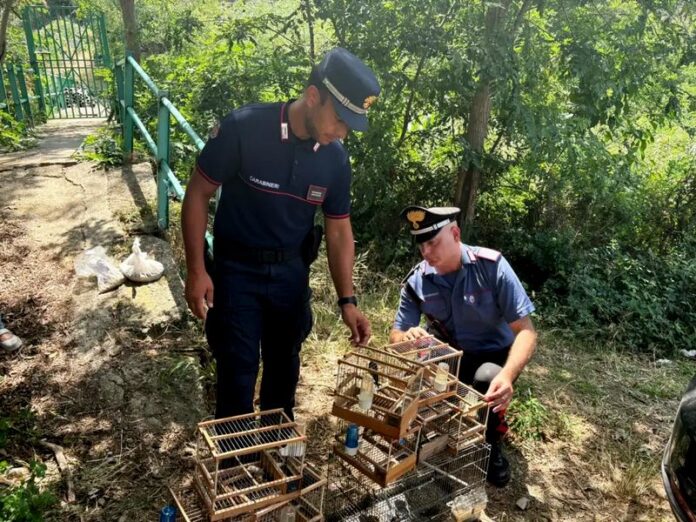 Carabinieri Reggio Calabria gabbia cardellini arresto