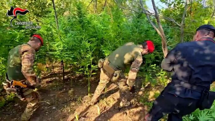 carabinieri reggio calabria piantagione droga