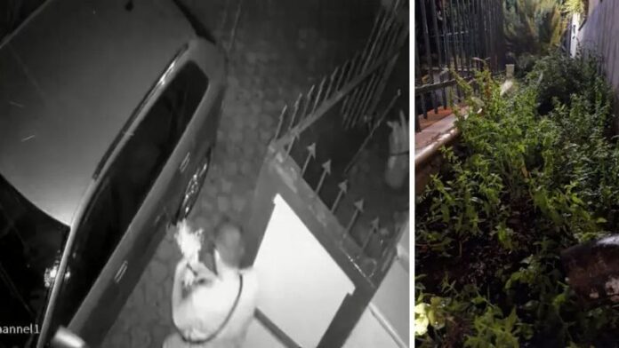 furto erbe paradiso dei poveri