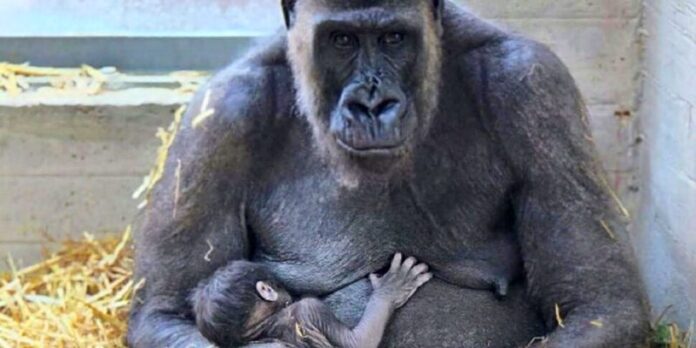 nascita gorilla zoo fasano