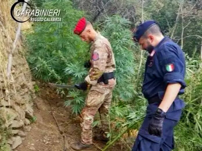 piantagione marijuana cardeto