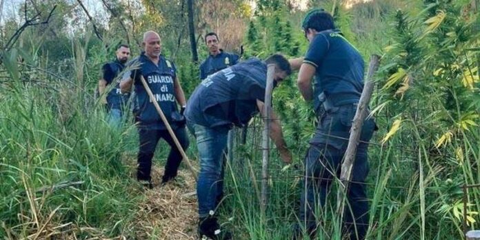 piantagione marijuana columbra crotone