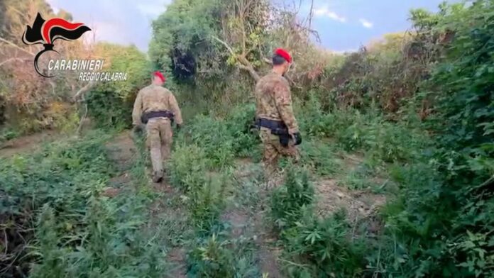 piantagione marijuana nicotera