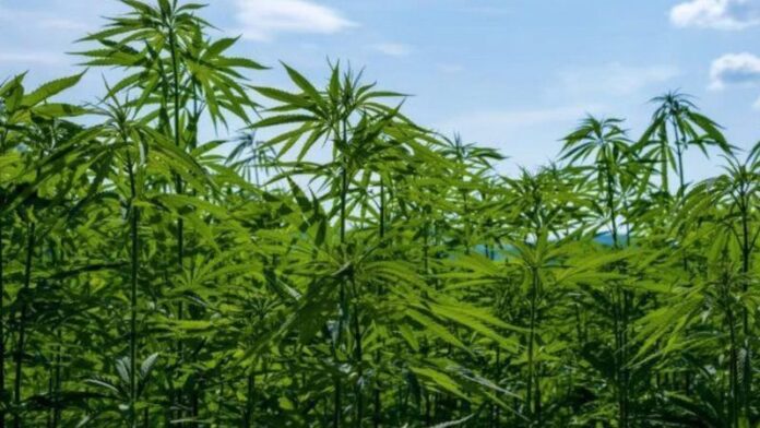 piante cannabis marijuana