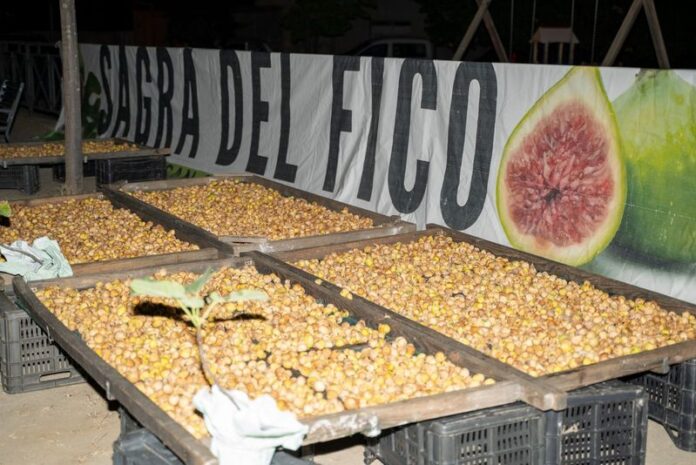 sagra fico san cosmo albanese