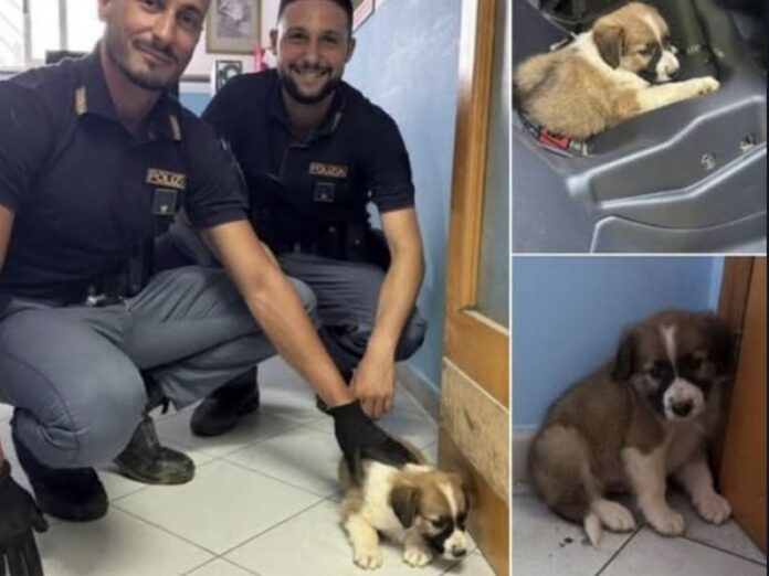 salvataggio cucciolo cane gioia tauro