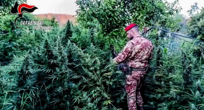 sequestro piantagione marijuana stilo