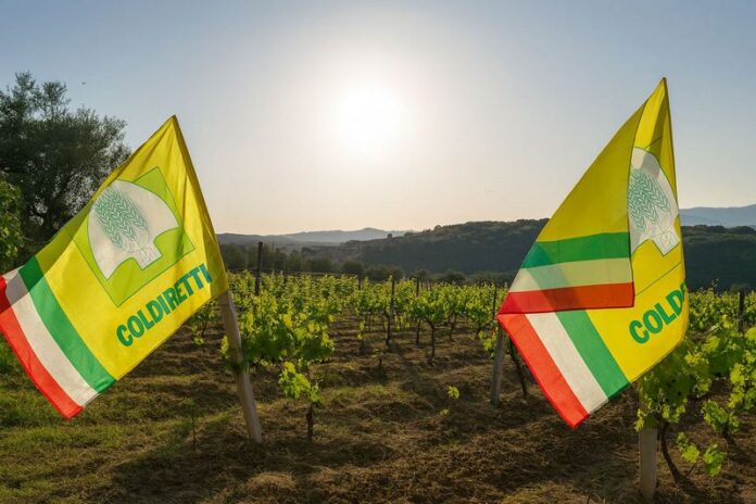 previsioni ottimistiche per la vendemmia 2025 in Calabria: produzione in crescita del 10-15% e qualità eccellente. Un'annata di rinascita, nonostante le sfide climatiche