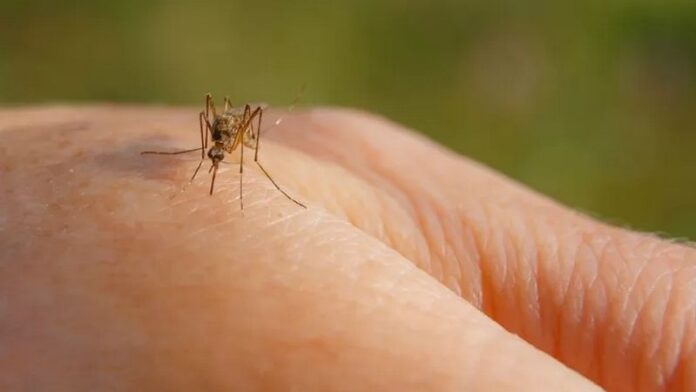 west nile virus zanzara