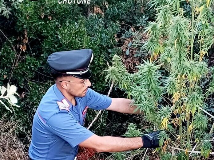 Carabinieri Crotone droga marijuana