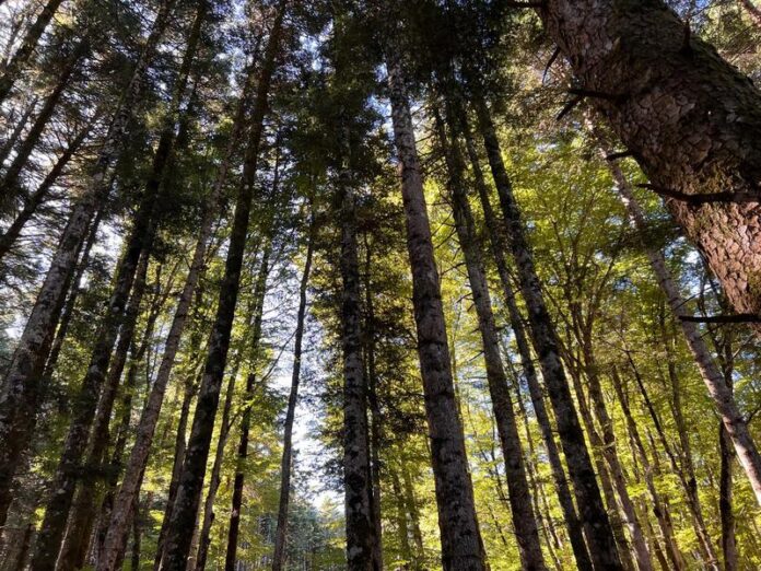 Parco Nazionale dell'Aspromonte