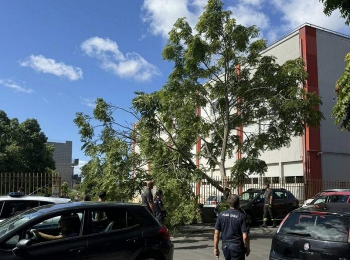 crollo albero scuola vibo