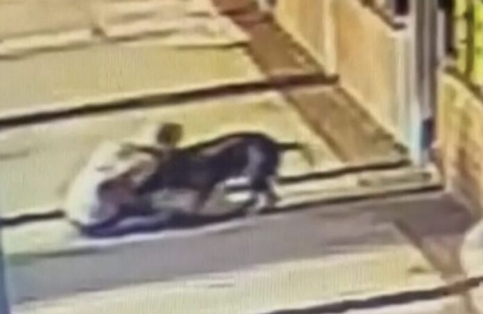 donna morde pittbull