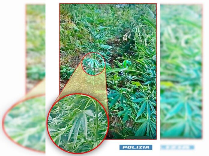 piantagione marijuana cetraro