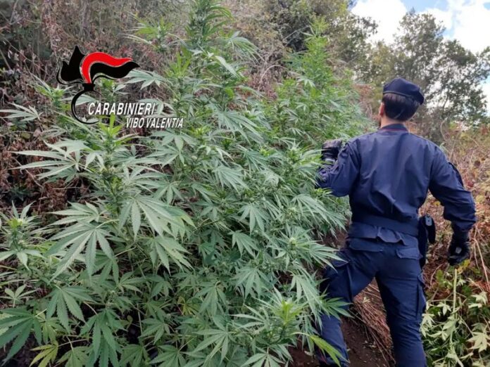 piante di cannabis dinami