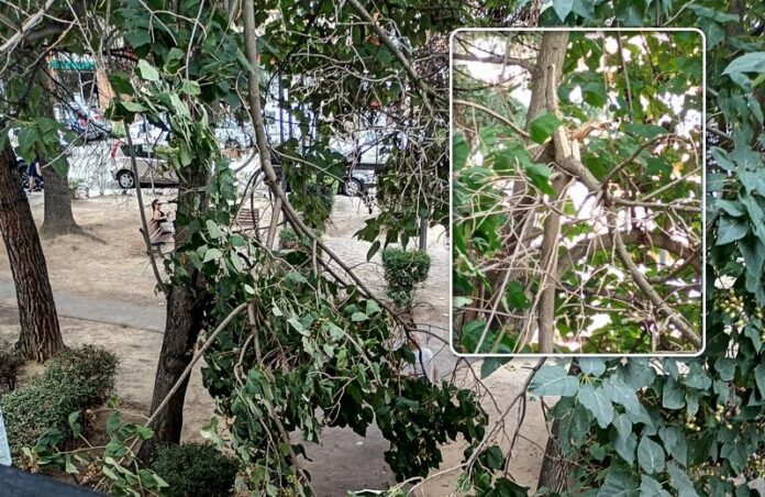 ramo pericolante piazza zumbini