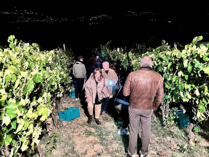 vendemmia notturna spadafora