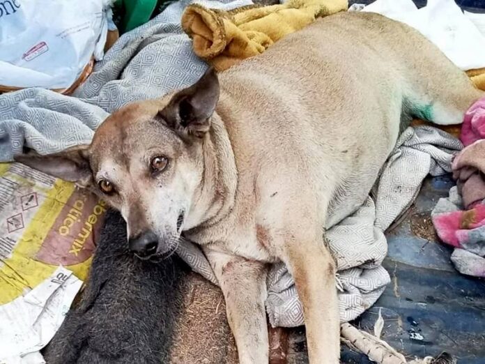 cagnolina titina investita