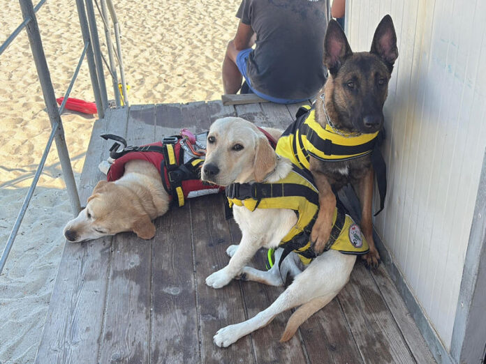 cani Pet Therapy uccisi