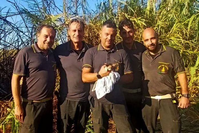 gattino salvato briatico