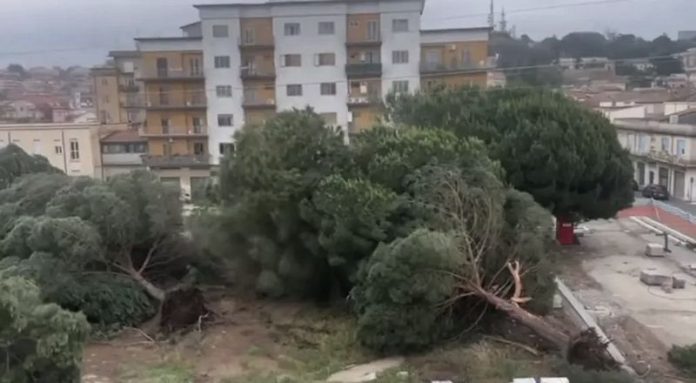 pini abbattuti vibo