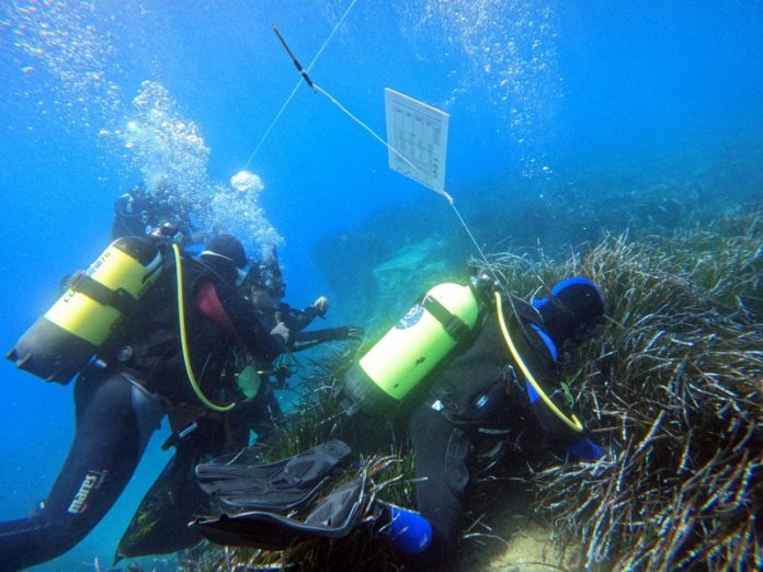 sub Posidonia oceanica calabria