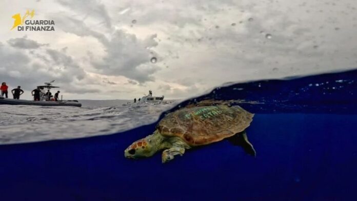 tartaruga liberata vibo
