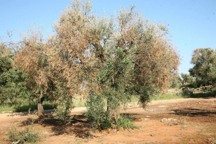 xylella ulivi