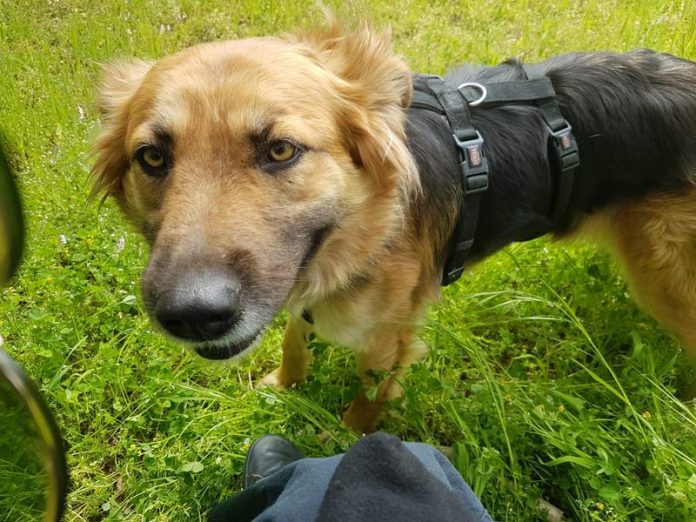 Bruna cane ucciso cotronei