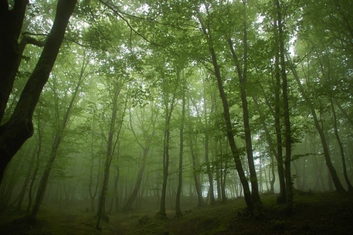 alberi foresta bosco aspromonte