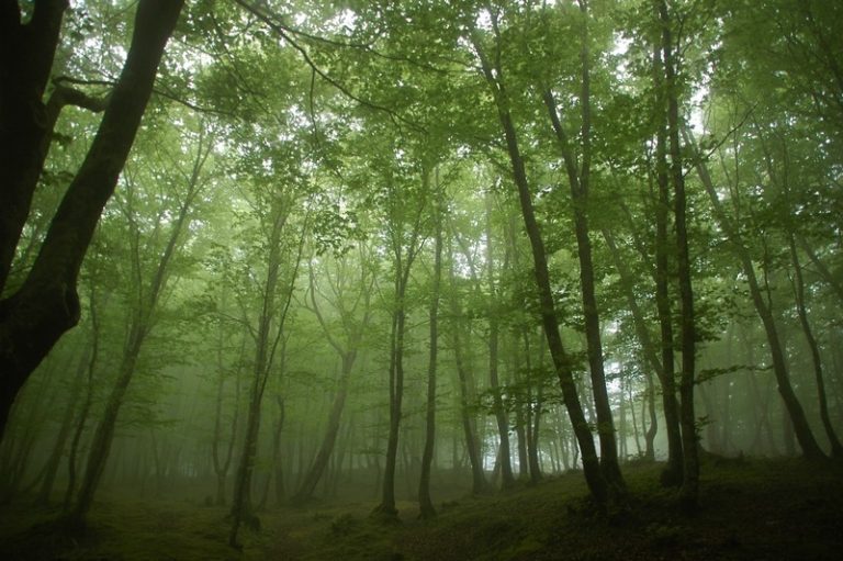 alberi foresta bosco aspromonte