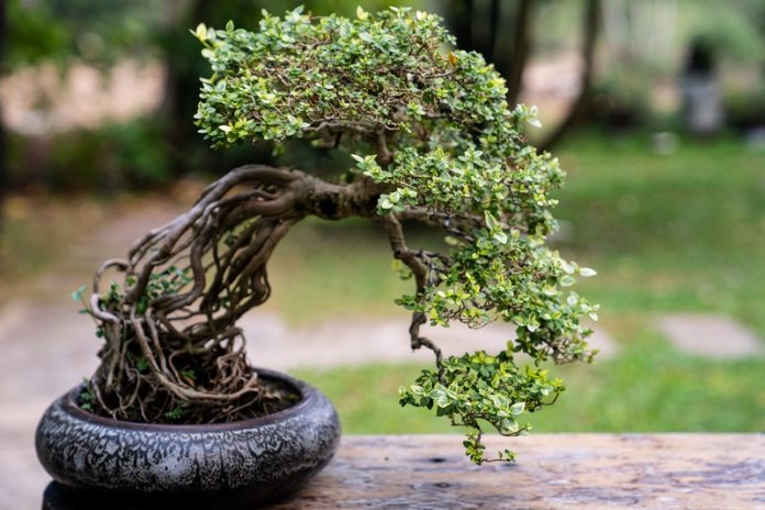bonsai_mostre calabria