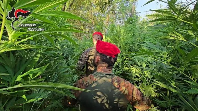 piantagione marijuana rizziconi