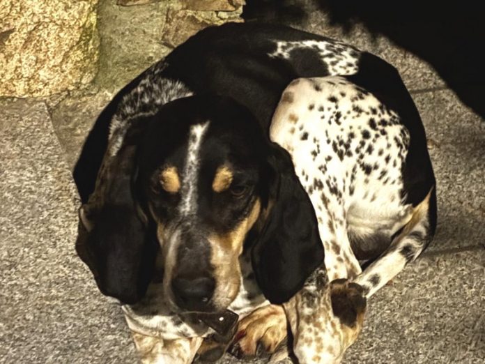 salvataggio cani smarriti Sila