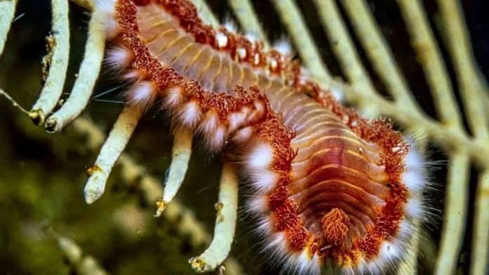 vermocane