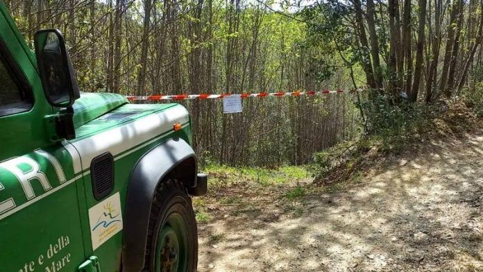 furto legname nel reggino