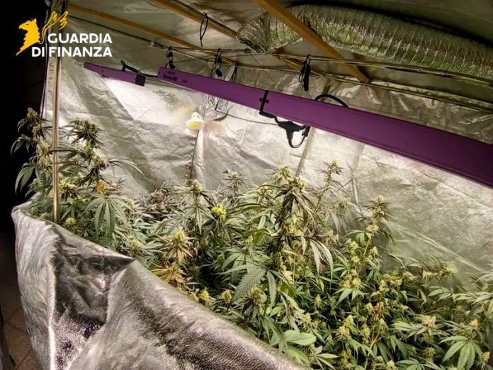 gdf laboratorio marijuana cetraro