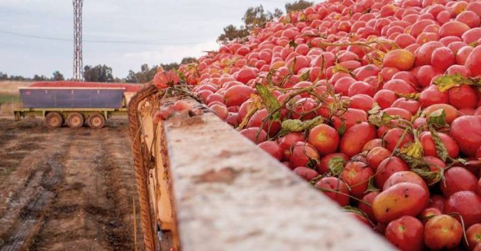 importazione pomodori