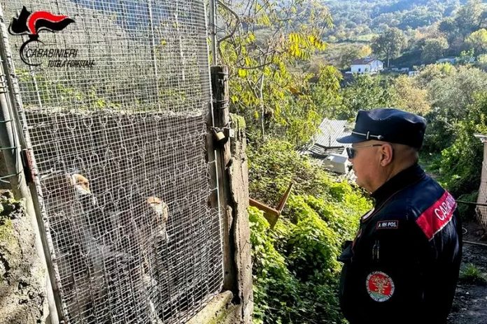 sequestro allevamento cani