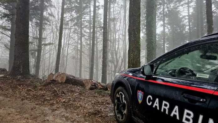 taglio abusivo alberi parco serre