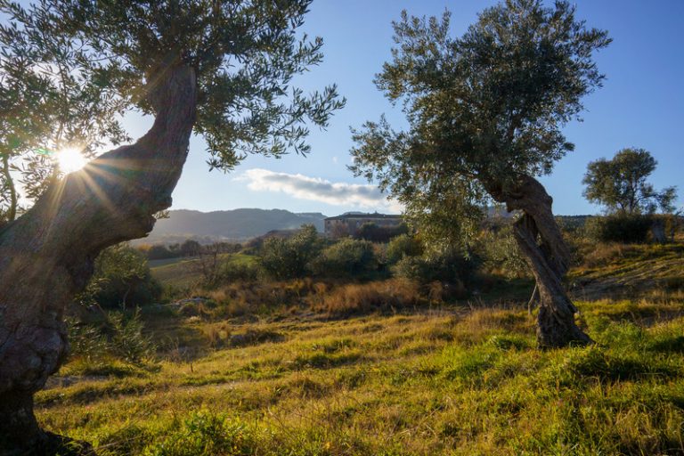 ulivi campagna olive