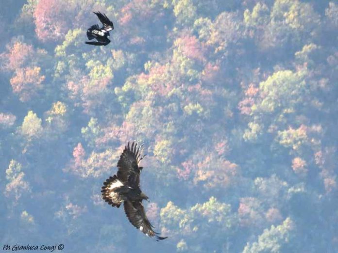 Aquila reale - Sila Grande - ph Gianluca Congi (16)