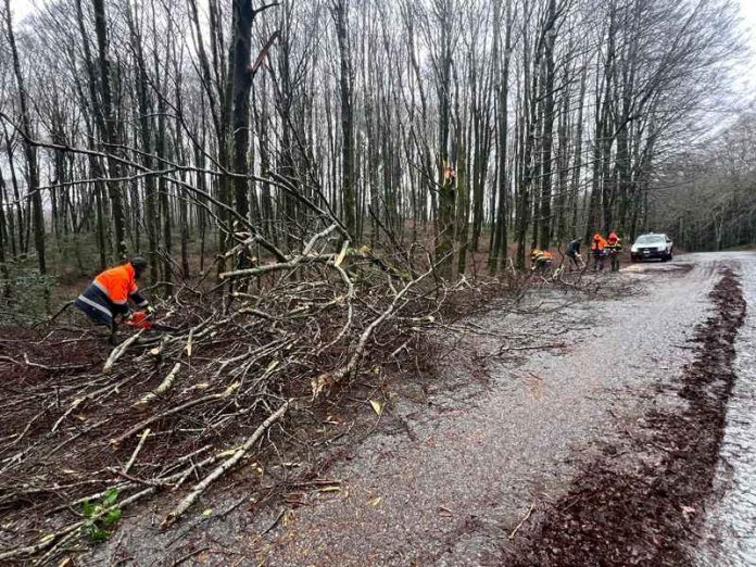 alberi forestazione ambiente