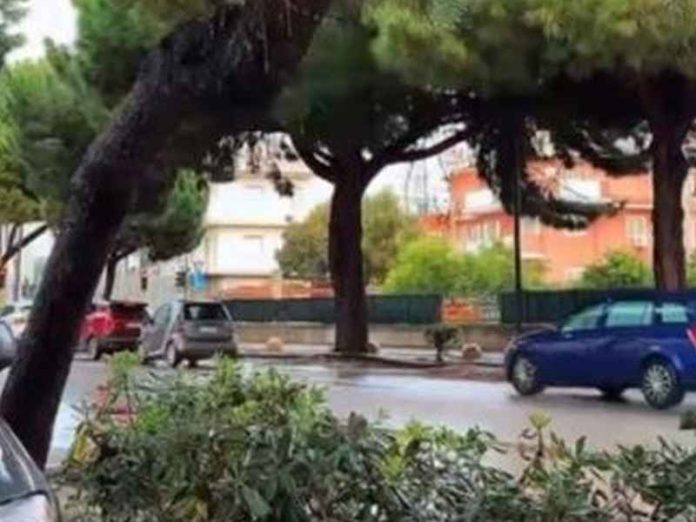 alberi pericolanti reggio