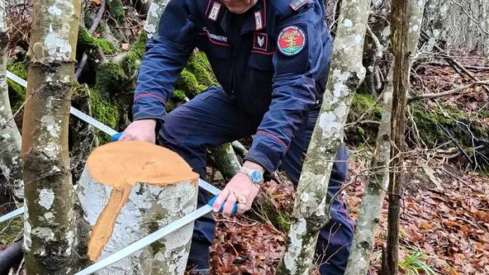 alberi tagliati marano marchesato