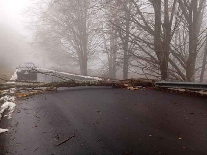 crollo alberi nardodipace